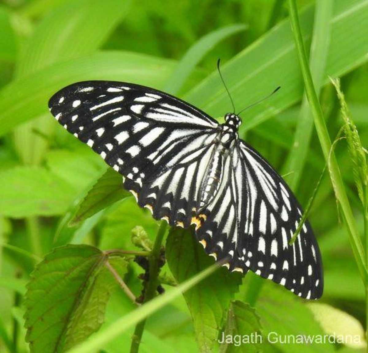 Papilio clytia Linnaeus, 1758